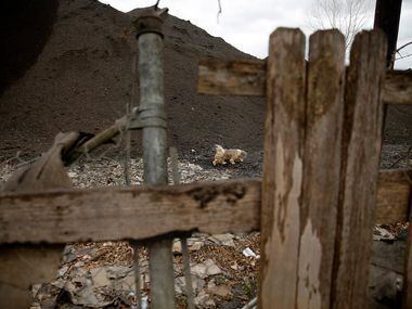 A neighborhood dog wanders through a large hill of used roofing shingles along South Central...