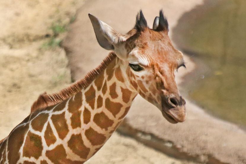 Wittem la jirafa bebé del Zoológico de Dallas. (DMN/Louis DeLuca)
