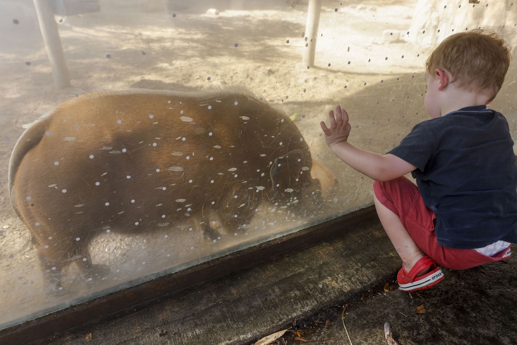 Caleb Edwards, 3, watched as Neville, a red river hog, ate an ice treat at the Dallas Zoo on...