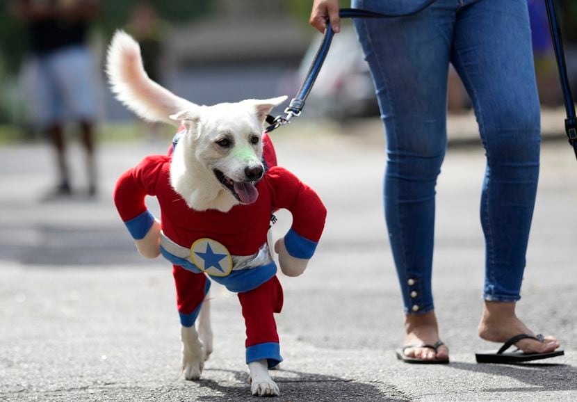 Un perro disfrazado del Capitán América camina con una correa en el desfile de perros...