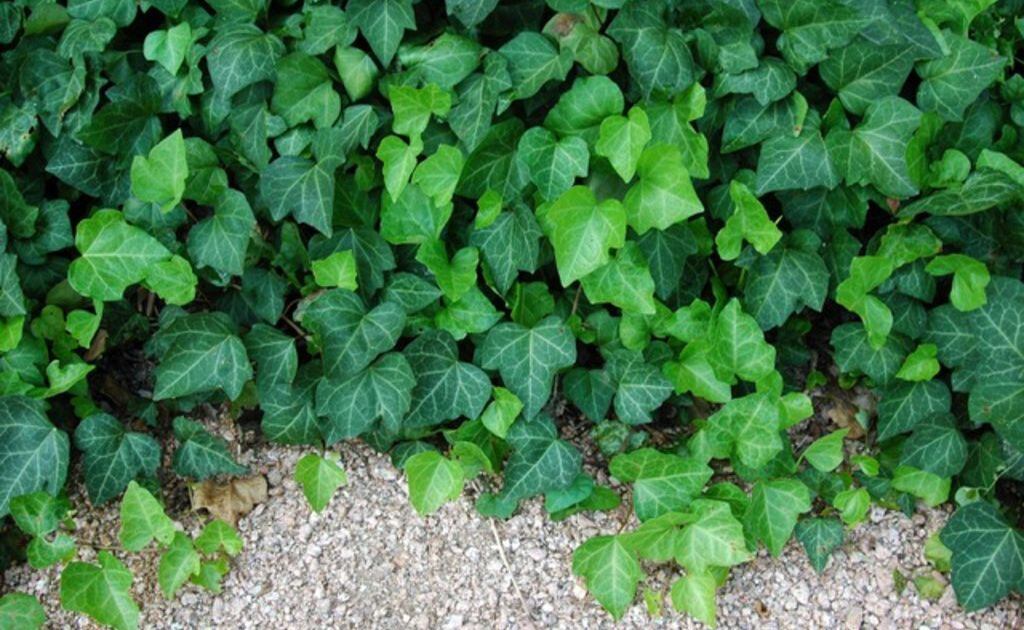 Can T Grow Grass In Your Shady Yard, Best Ground Cover For Partial Shade