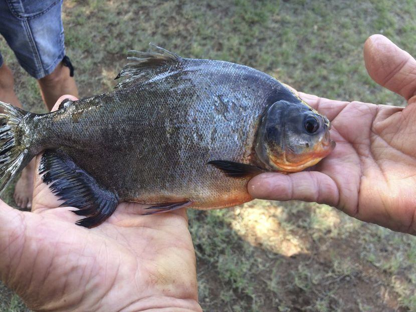 

Un pacú que fue pescado en el sur de Oklahoma en 2018. Esta especie de dientes afilados es...
