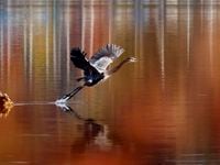 With fall color reflected in White Rock Lake, a large heron takes flight over the water in...