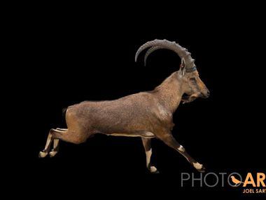 Joel Sartore's photos of Dallas Zoo animals.
A vulnerable Nubian ibex (Capra nubiana) at the...