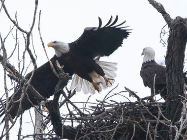 An eagle takes off from its nest, Tuesday, Nov. 29, 2022, at White Rock Lake in Dallas. The...