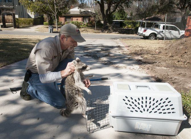 Bob Helton with 911 Wildlife, an animal removal company, picks up a raccoon suffering from...