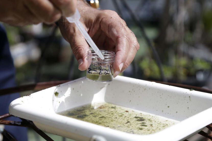 Evaristo Miqueli toma muestras de mosquitos en Pembroke Pines, Florida. Funcionarios en...
