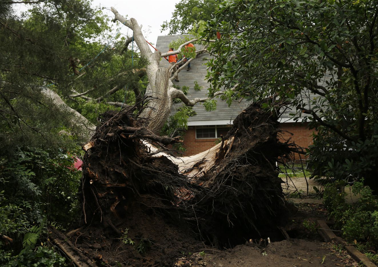 Manuel Alcantar trims a red oak tree from the roof of a house after a tornado passed through...