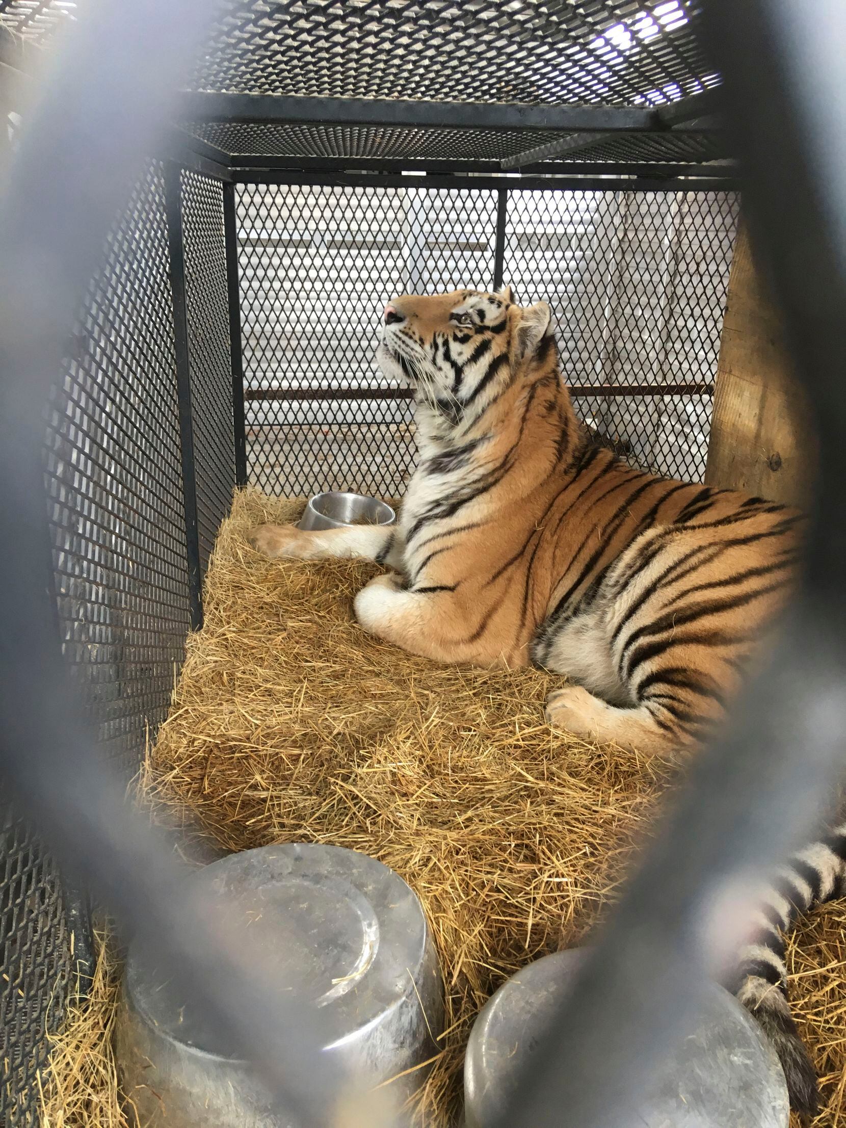 Tiger found in cage at Houston home is headed to East Texas animal sanctuary