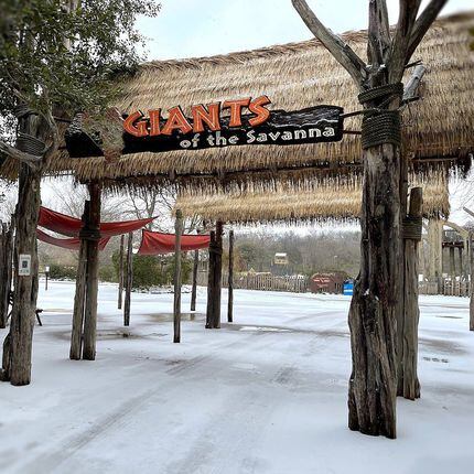 Snow and ice blanketed the Dallas Zoo during this year's winter snowstorm.