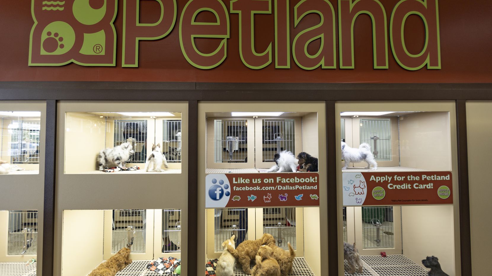 should you buy puppies from pet stores