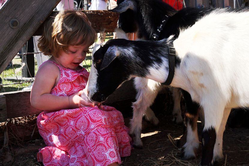 Madeline Baysinger (2 years old) feeds the goats in the petting zoo at Nash Farm.