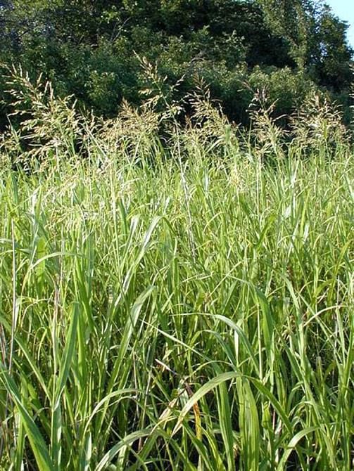 
Johnson grass is a weed that causes major problems for allergy sufferers. 
