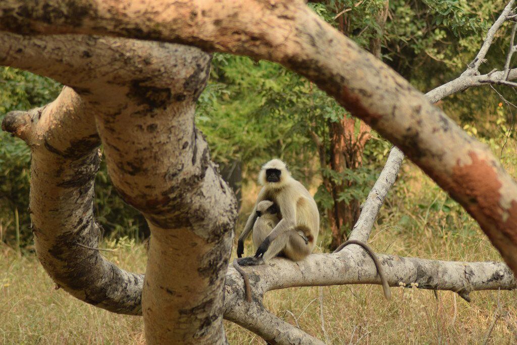Gray langurs and deer have a symbiotic relationship in the parks of Madhya Pradesh, warning...