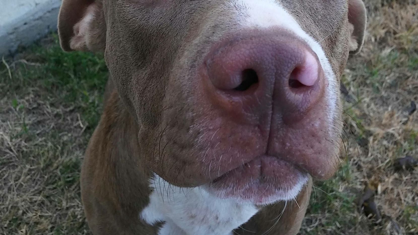 Charlie, a 1 year-old pit bull mix who had been hit by a car and used a wheelchair to get...