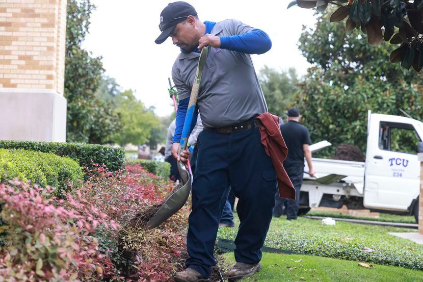 Donato Perez placed mulch in the flowerbeds outside of the Jane and John Justin Hall of Fame...