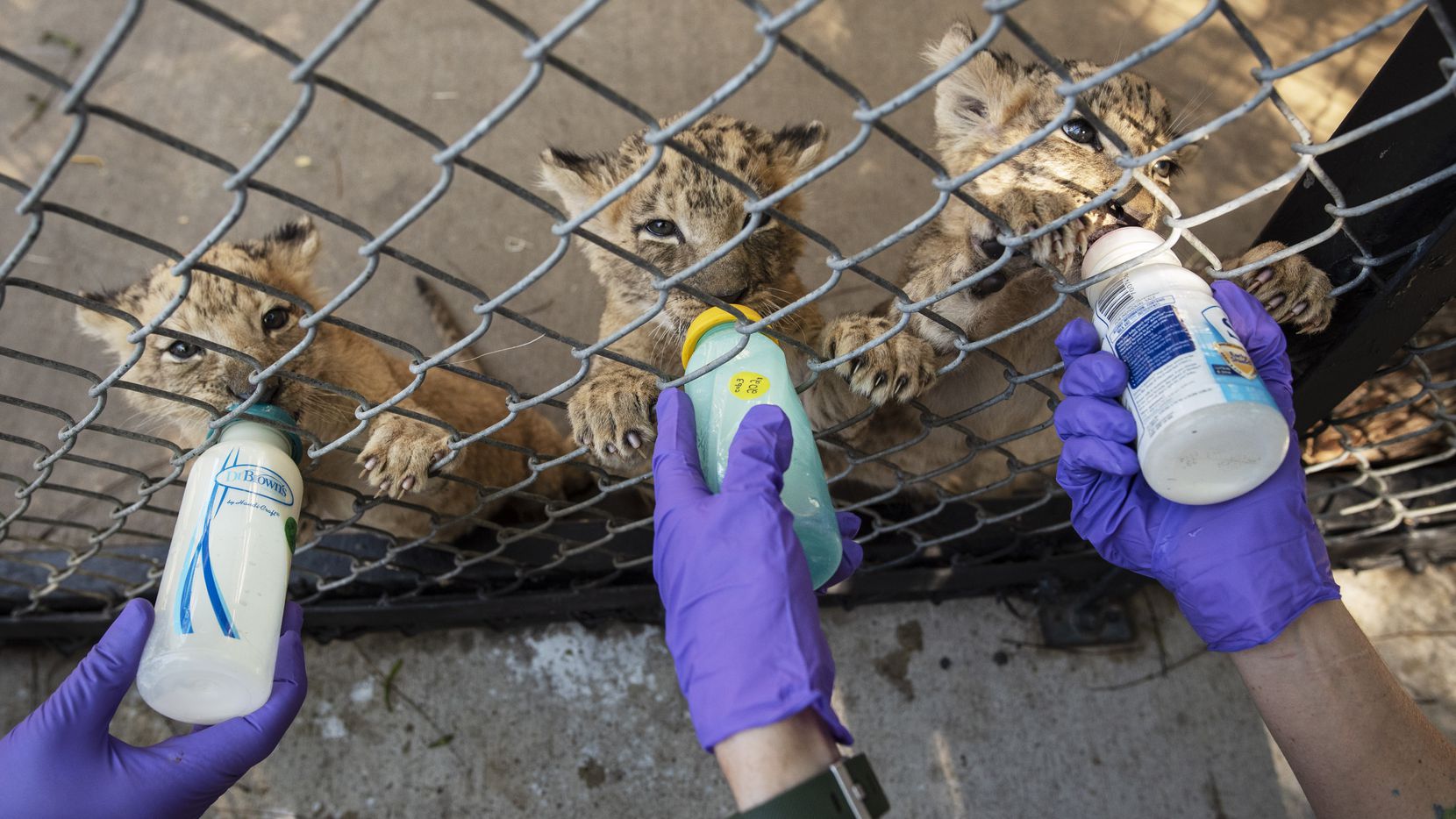 Lion cubs Izwi, Tadala and Ilola are fed a special formula by Dallas Zoo senior zoologists...