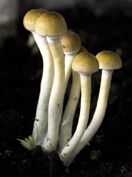 Magic mushrooms are listed as a Schedule I drug in the United States, but researchers see...