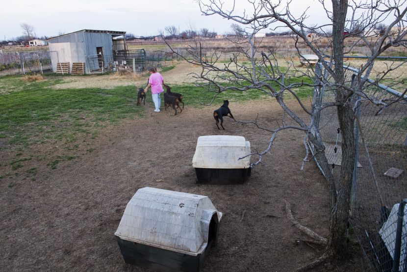 Tamara Estes, 59, in her back yard Feb. 18 in Valley View with the Doberman pinschers she...
