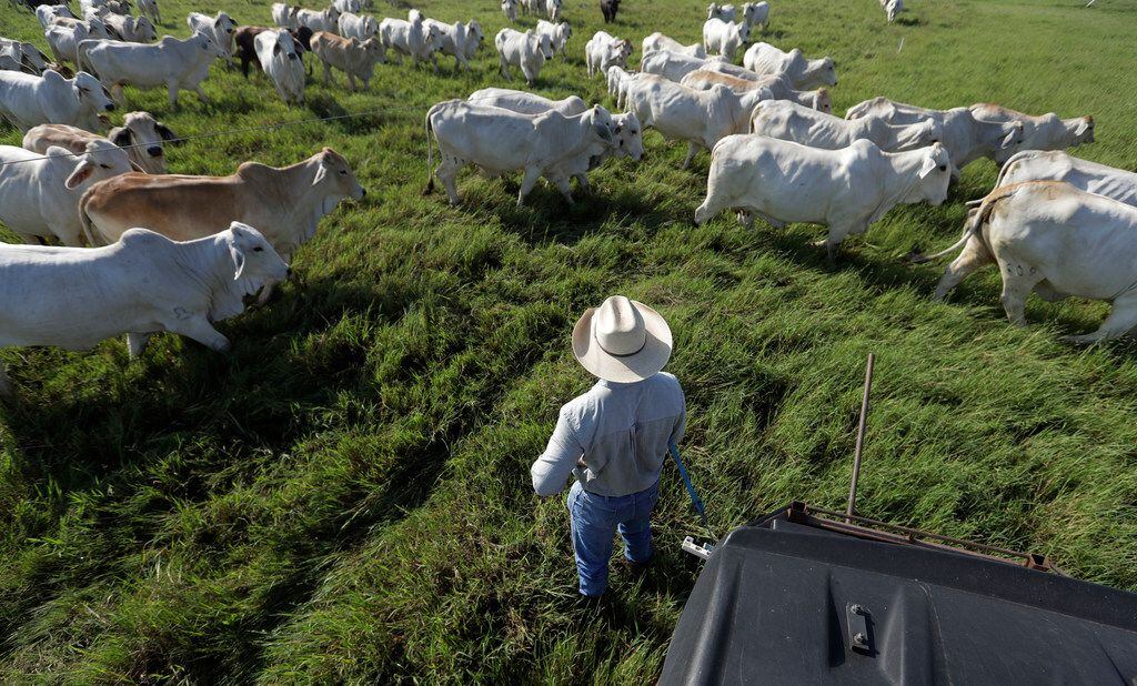 John Locke works to move a herd to another field at his family's ranch in Glen Flora, Texas....