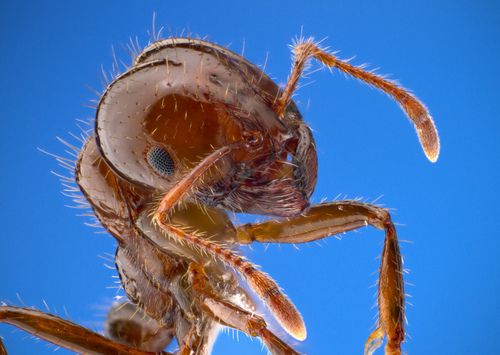 Solenopsis invicta, el nombre etimológico de las hormigas rojas o fire ants que pululan los...