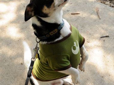Scrapydoo waits for a treat at the 21st annual Dog Day Afternoon at Flagpole Hill in Dallas,...
