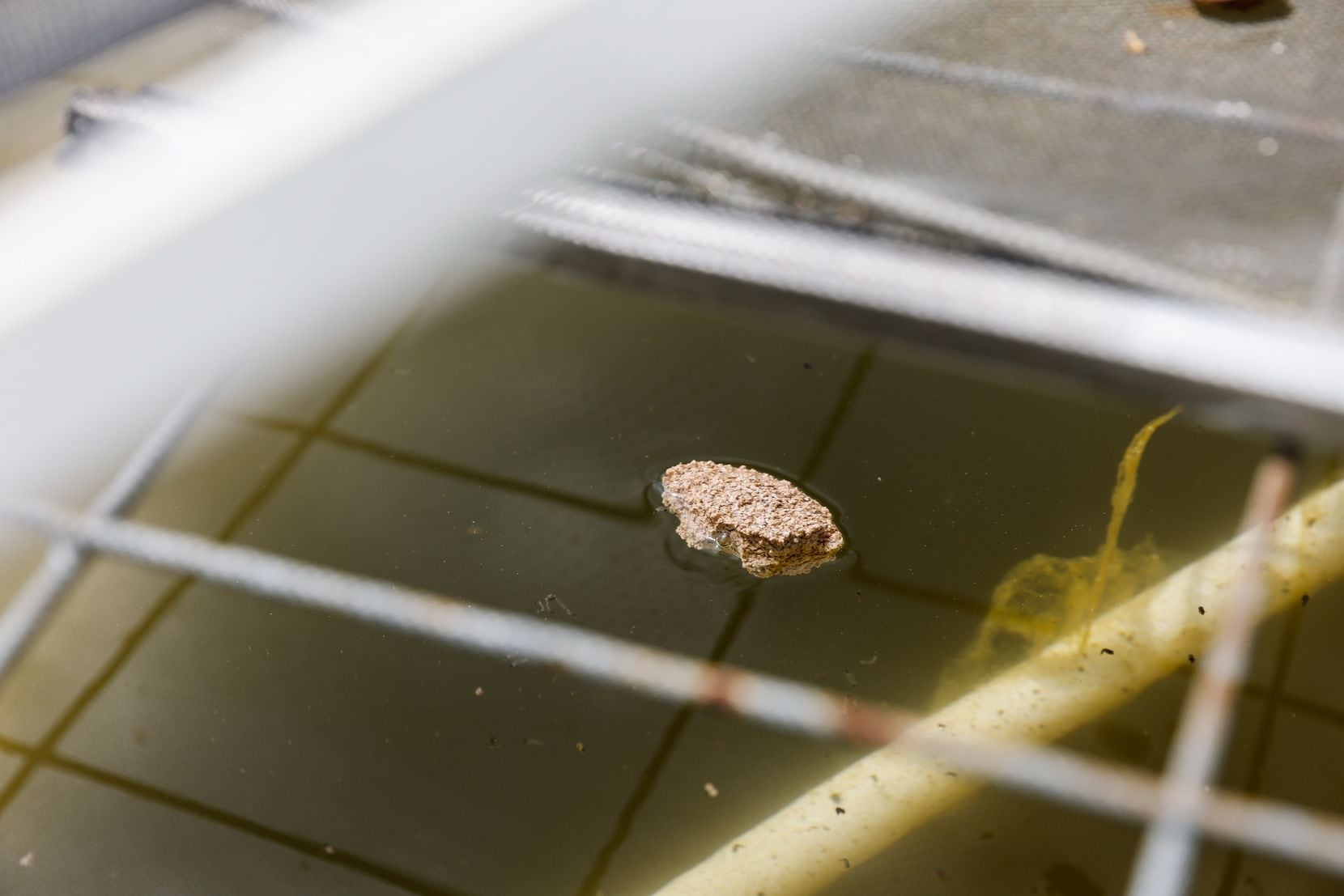 A piece of an over-the-counter biological larvicide floats over stagnant water to eliminate...