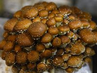 A cluster of Chestnut mushrooms grows at Texas Fungus in Arlington.