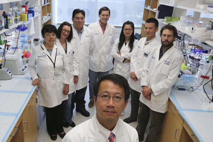 El doctor Lu le, profesor de UT Southwestern, junto a sus colaboradores en su laboratorio....