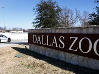 Realizaron un arresto en relación con la desaparición de dos monos del zoológico de Dallas