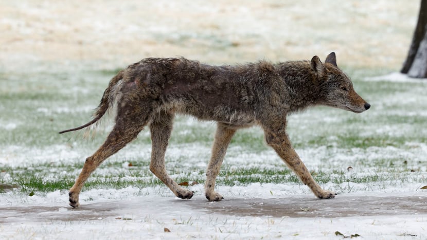 What do you do if you encounter a coyote in Dallas-Fort Worth?