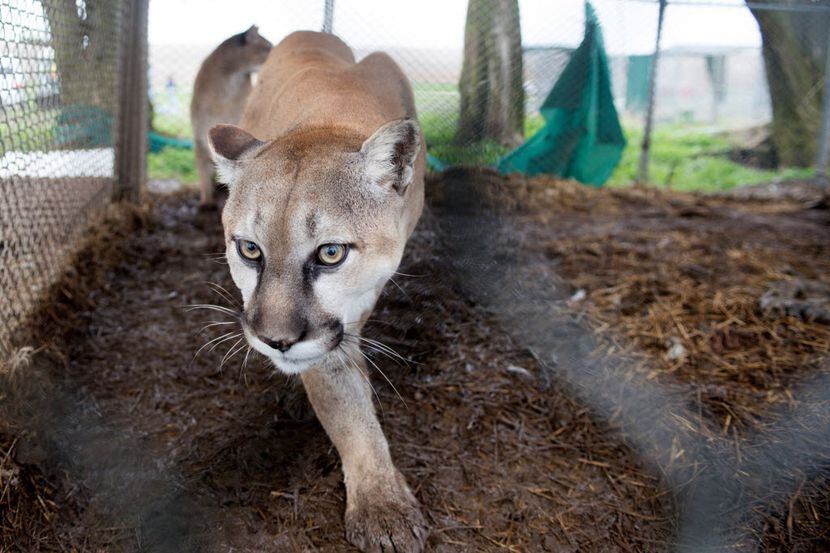 Officials believe mountain lion report was more likely a bobcat