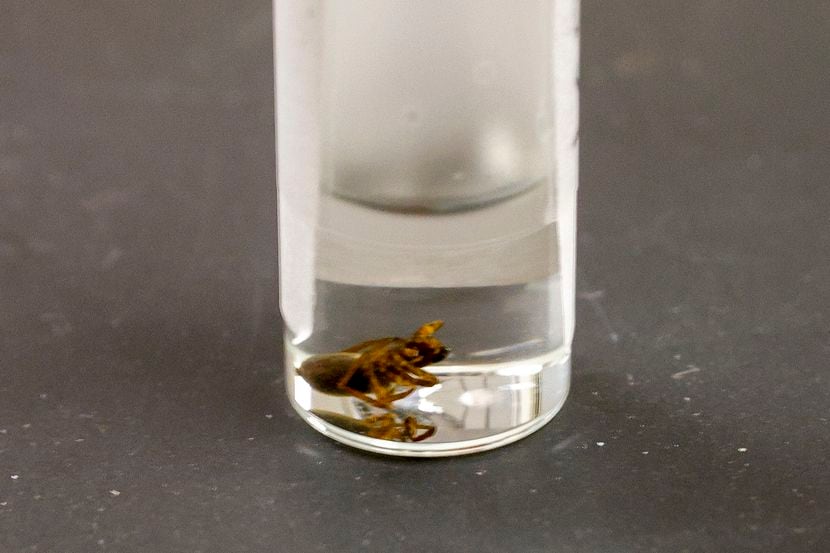 A spider collected in Greenland sat inside a vial in a lab on the campus of TCU on Aug. 15,...