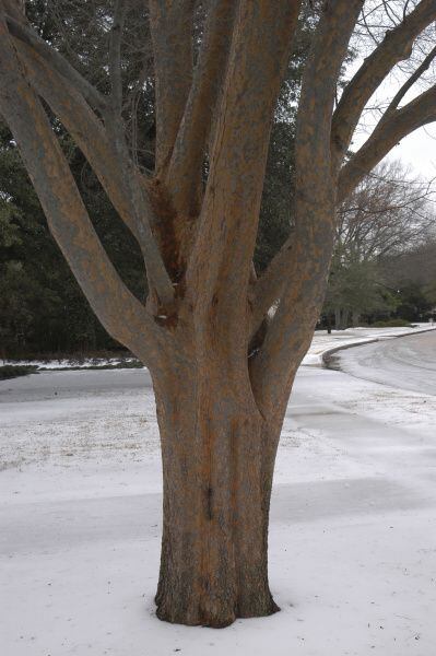 Lacebark elm. Known for its coppery and orange exfoliating bark, this medium-size tree also...