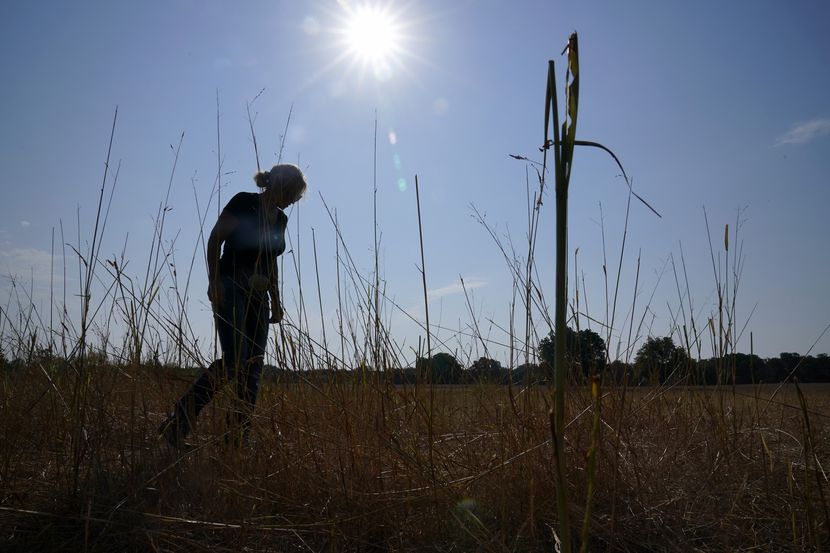 Gilda Jackson walks on a pasture on her property that she grows hay on in Paradise, Texas,...