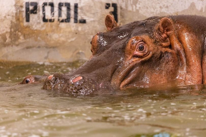 Boipelo gave birth to a healthy hippo calf on Sunday, Oct. 30, the Dallas Zoo said.