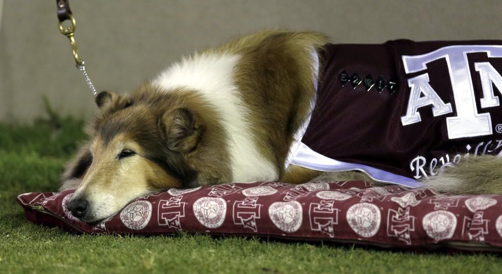 Texas A&M mascot Reveille VIII rests on the sidelines during the third quarter of an NCAA...