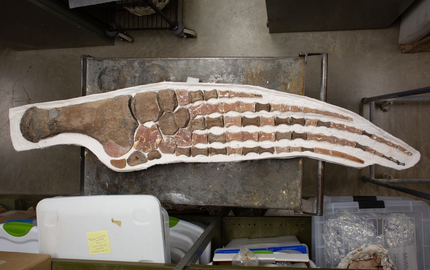 An assembly of fossilized bones and epoxy resin molds of the right front flipper of a plesiosaur is stored in the collection room at the Shuler Museum of Paleontology on Nov. 15, 2019 at Southern Methodist University in Dallas, Texas. (Kara Dry/Special Contributor)
