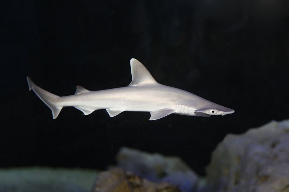 baby bonnethead shark