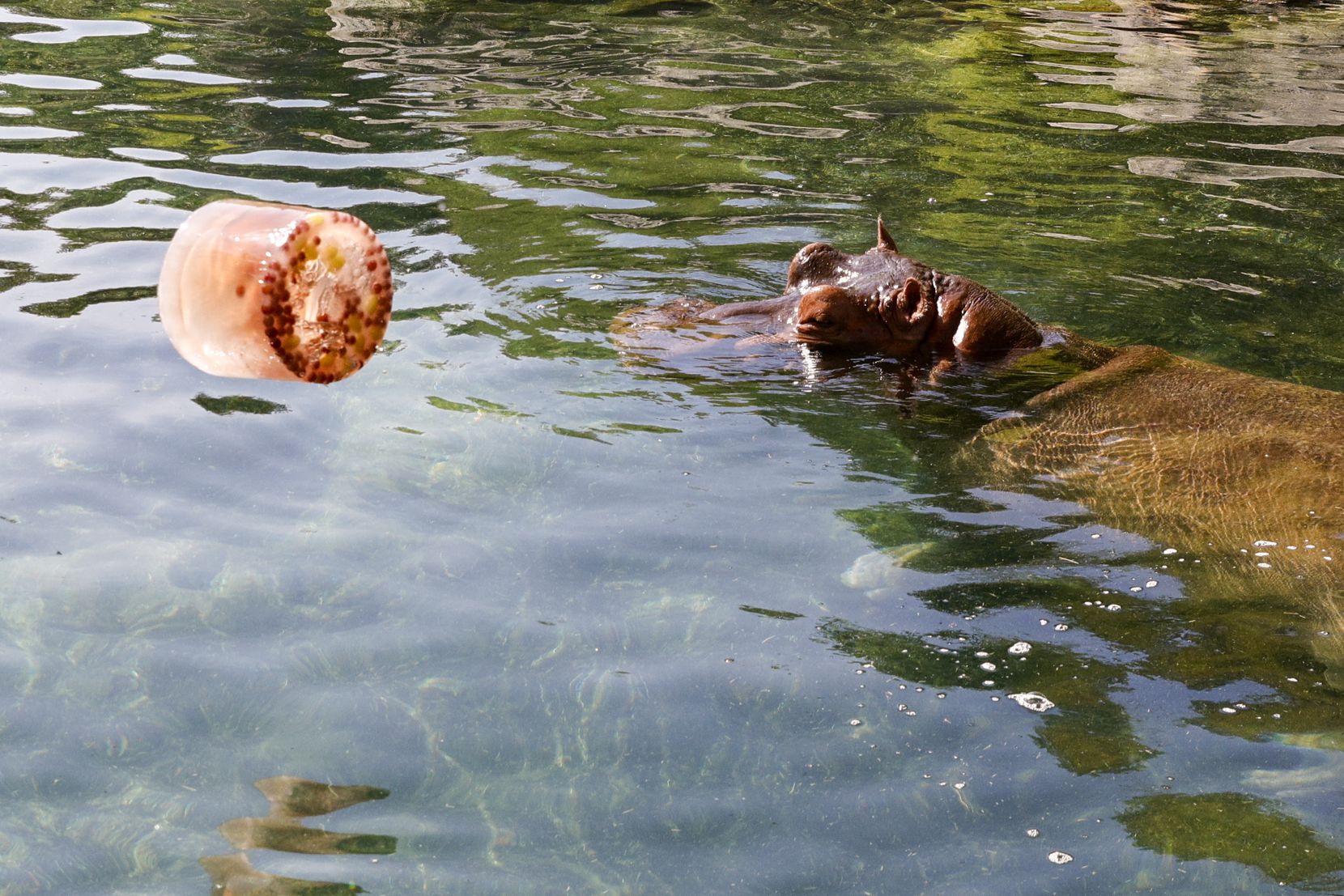 A hippo watched as an ice treat with grapes and Gatorade was thrown into the water at the...