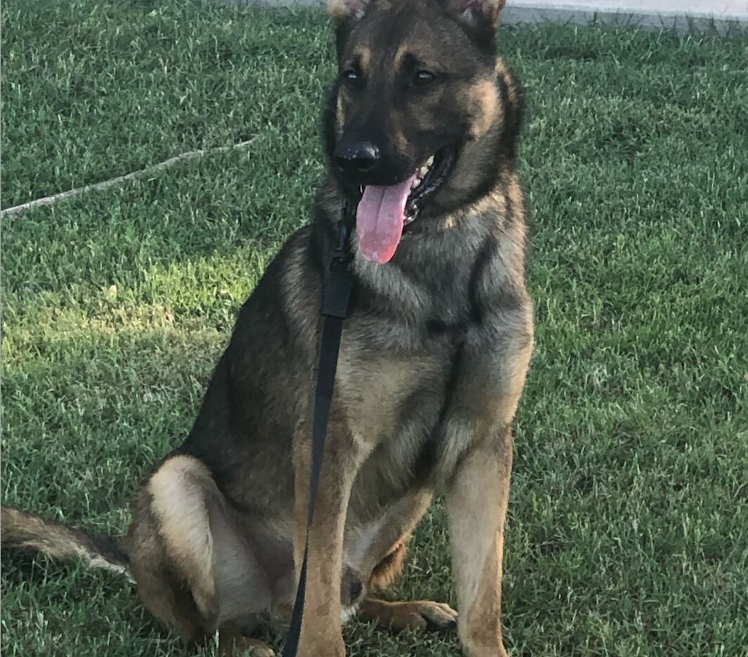 Allen Police Department recently welcomed Koda, a new K9 officer to its team. Koda will join Echo and Knox, the department's other two K9 officers.