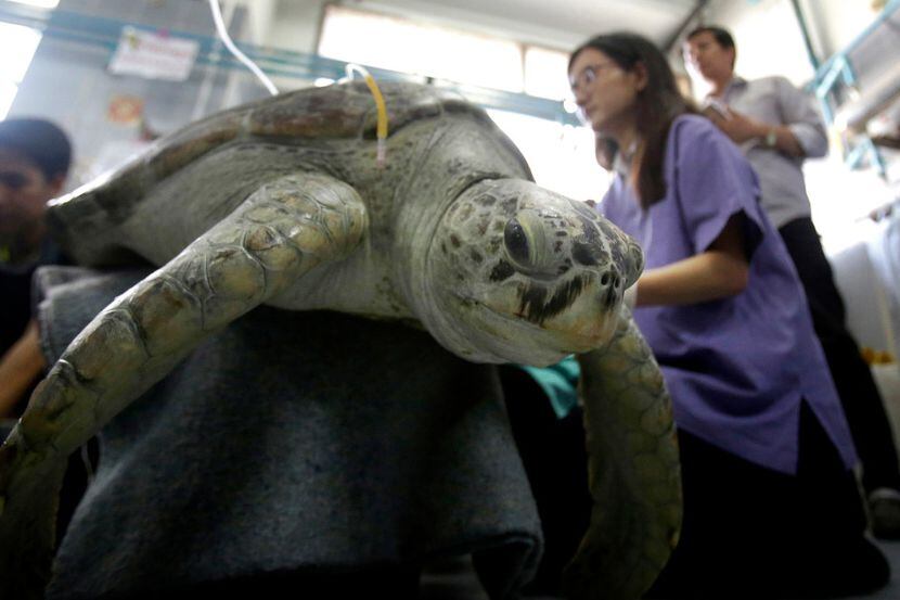 Blanco, una tortuga de 25 años, recibe un tratamiento de rehabilitación en la Universidad de...