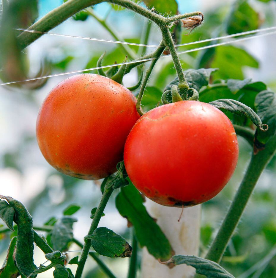 Details about   Lenny & Gracie Huge Yellow Tomato Seeds COMB S/H WE SELL 300 TYPES OF TOMATOES! 