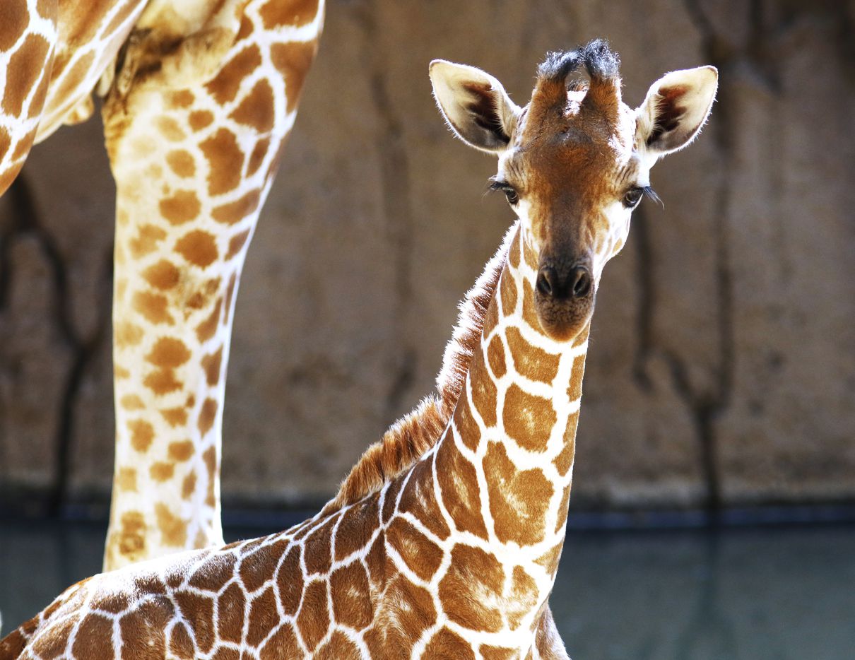 Three-week-old giraffe calf Tsavo, born in May to the Dallas Zoo's beloved giraffe Katie,...