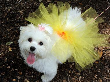 Joy wears her new tutu by Big Doggie Duds at the 21st annual Dog Day Afternoon at Flagpole...