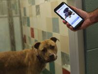 Director Jamey Cantrell holds his phone with the “Find Rover” app at the Plano Animal...
