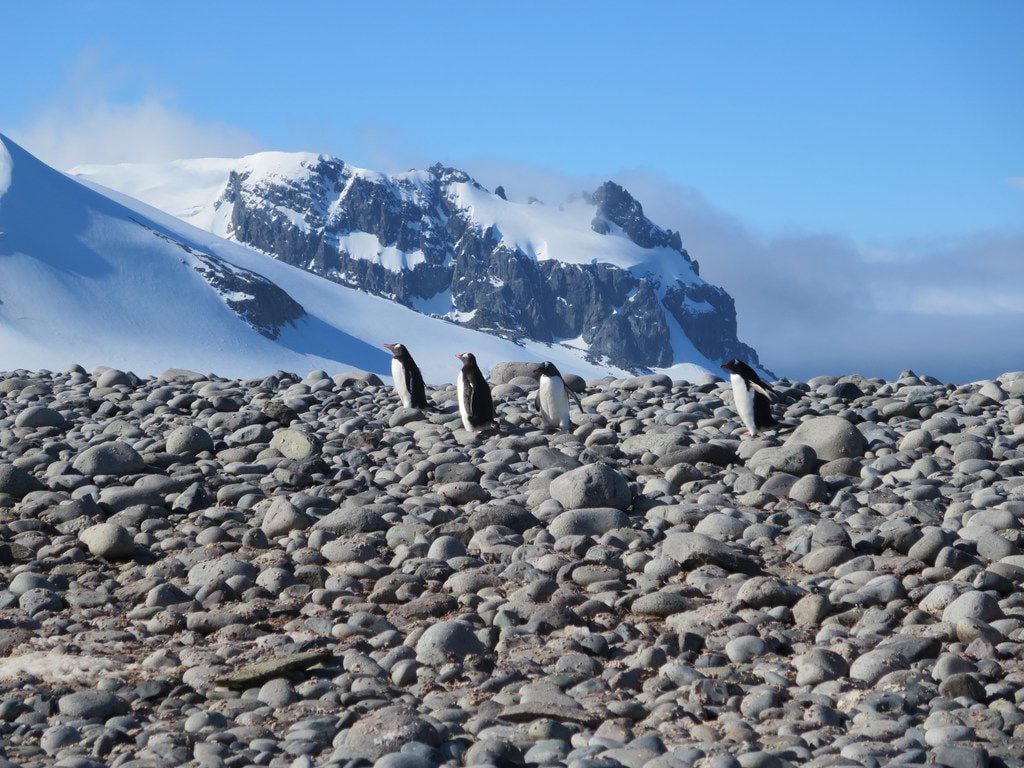 Gentoo penguins waddle over the stones and snow in Antarctica. 