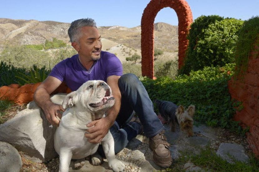 César Millán estelariza el programa de televisión “Encantador de Perros” de la cadena...