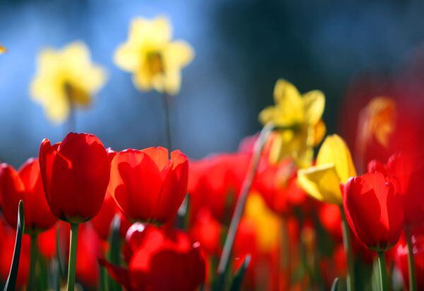 Color bursting tulip, daffodil, and hyacinth beds will thrill visitors during the Dallas...