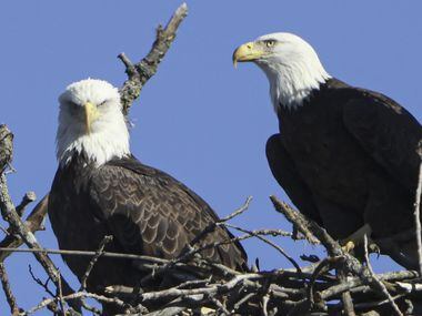 The White Rock Lake eagles are back!